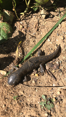 Ambystoma tigrinum