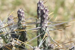 Cylindropuntia ramosissima