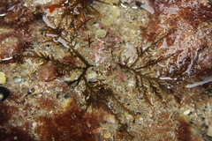 Chondria macrocarpa