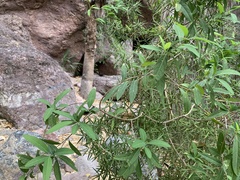 Ficus insipida
