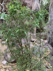 Ficus insipida