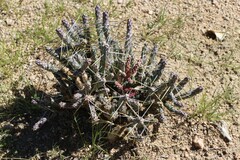Cylindropuntia ramosissima