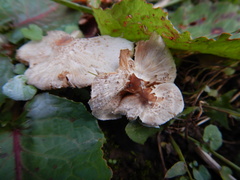 Lepiota