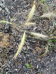 Aristida spiciformis