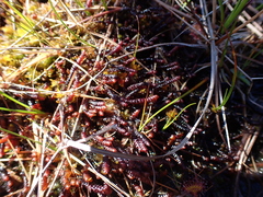 Frullania nisquallensis