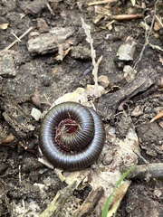 Narceus americanus