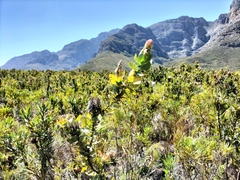 Protea eximia