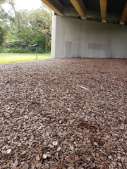 Melanoleuca verrucipes