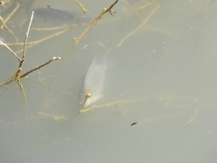Oreochromis mossambicus