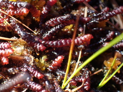 Frullania nisquallensis