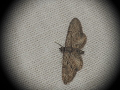 Eupithecia oxycedrata