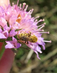 Halictus seladonius