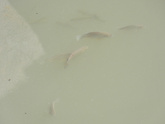 Oreochromis mossambicus