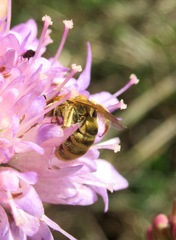 Halictus seladonius