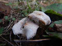 Lepiota