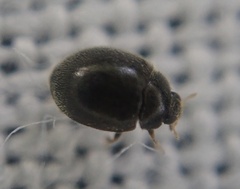 Stethorus pusillus