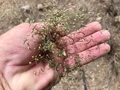 Euphorbia gracillima