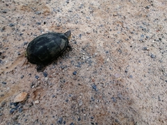 Kinosternon integrum