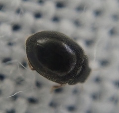 Stethorus pusillus