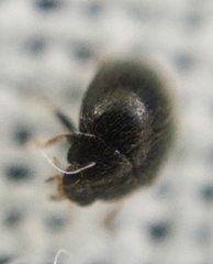 Stethorus pusillus