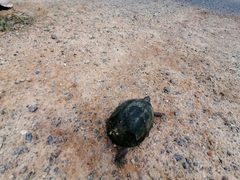 Kinosternon integrum