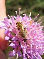 Halictus seladonius