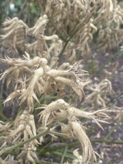 Glycyrrhiza lepidota