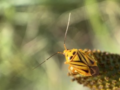 Calocoris barberi