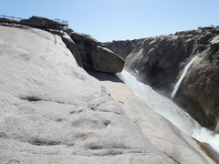 Boscia foetida foetida