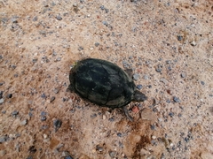 Kinosternon integrum