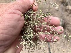 Euphorbia gracillima