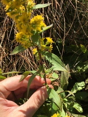 Solidago roanensis