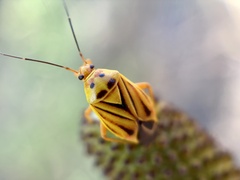 Calocoris barberi