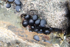 Nerita melanotragus