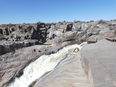 Boscia foetida foetida