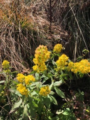 Solidago roanensis