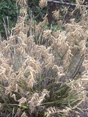 Glycyrrhiza lepidota