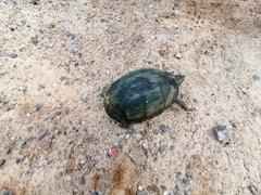 Kinosternon integrum