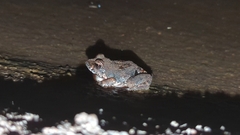 Tomopterna natalensis