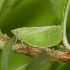 Acanaloniidae
