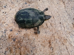 Kinosternon integrum