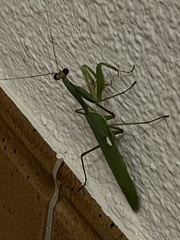 Sphodromantis viridis