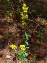 Solidago erecta