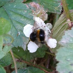 Bombus lucorum