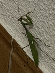Sphodromantis viridis