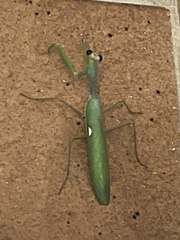 Sphodromantis viridis