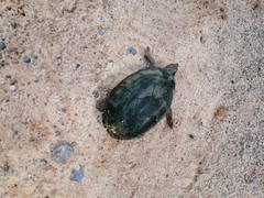 Kinosternon integrum