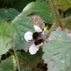 Bombus lucorum