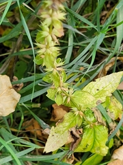 Stachys palustris