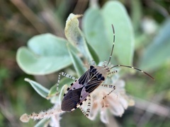 Hypselonotus punctiventris